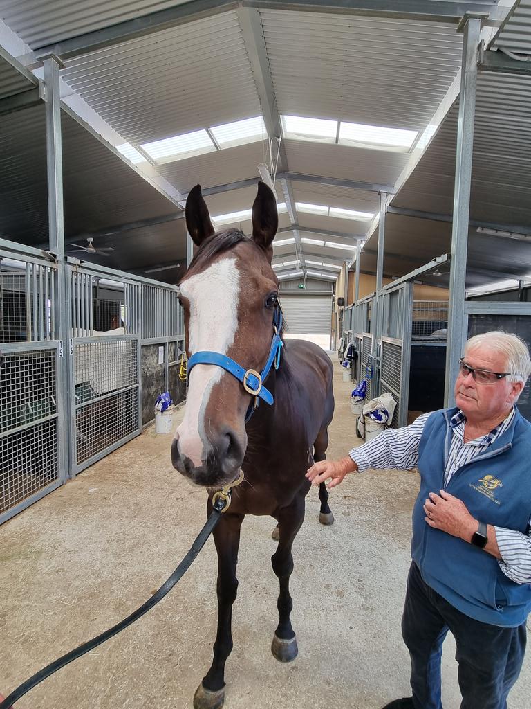 mrjcarternz's tweet photo. Visited @busuttin and Brendan @HawtinRacing showed me Paleface out of Diva in Red (@vcarternz will tell you it's my favourite mare) &amp; stallion #redwood @WestburyStud @vcarternz https://t.co/jd5YfbBGqK