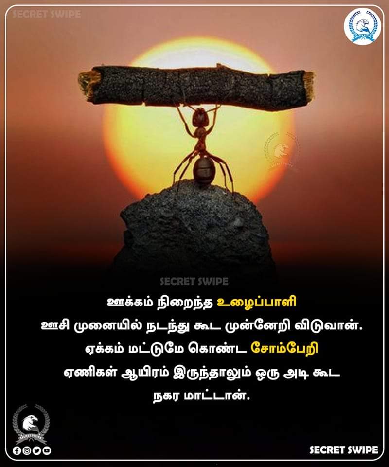 SecretSwipe's tweet photo. #MorningMotivation | ஊக்கம் நிறைந்த உழைப்பாளி ஊசி முனையில் நடந்து கூட முன்னேறி விடுவான். ஏக்கம் மட்டுமே கொண்ட சோம்பேறி ஏணிகள் ஆயிரம் இருந்தாலும் ஒரு அடி கூட நகர மாட்டான்.

#MotivationalQuotes | #Quotes | #SecretSwipe | #Motivation | #Motivational https://t.co/dNRSOjoZ4q