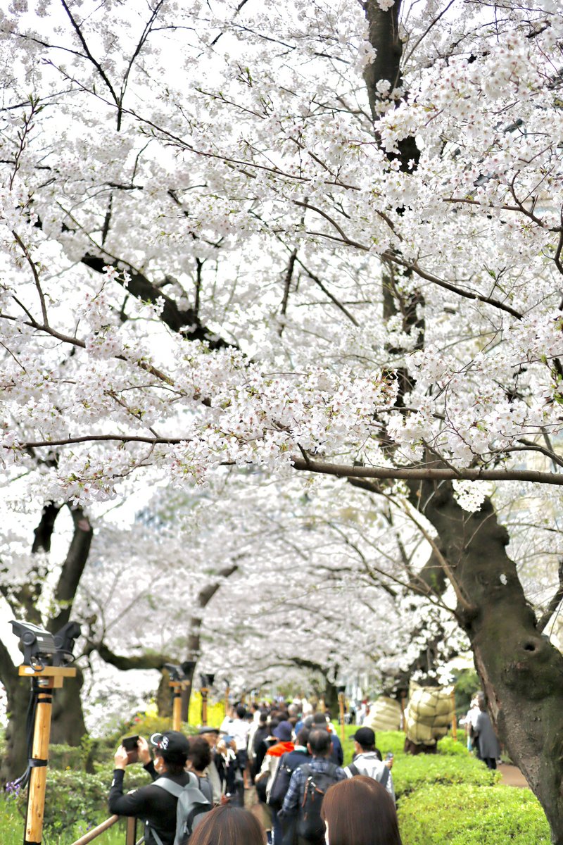 createphoto2020's tweet image. 四年ぶりの千鳥ヶ淵…
いつもに増して儚く感じますねぇ…

#eosm200 #canon #efm22f2 
#千鳥ヶ淵 #桜 #花見