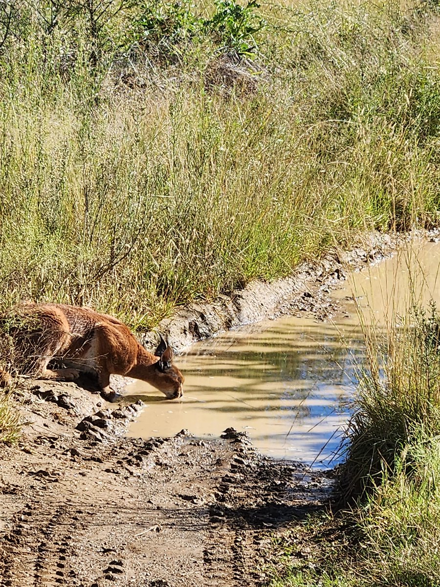SANParksMZNP's tweet photo. 📸Ross Birtill says he was very lucky to have spotted this caracal on the Ubejane loop. #MountainZebraNationalPark #karoo #LiveYourWild @SANParks https://t.co/oyV5WXZ7lp