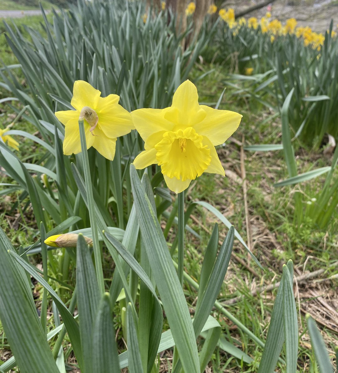 Lovely sunny Daffodils on my walk this morning. Best of luck to all the @IrishCancerSoc collectors and volunteers out raising much need funds on #DaffodilDay today 💛