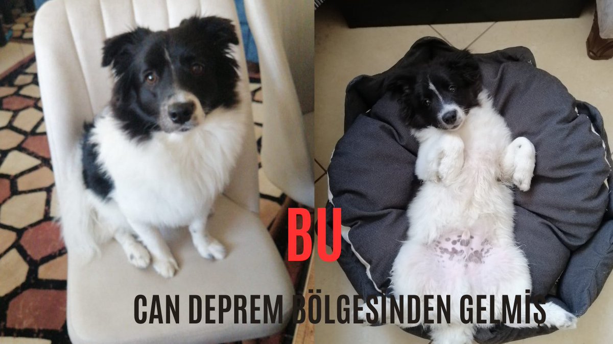 nijaraa's tweet photo. Bu Canımız Depremze de
Even if This Life of Ours is Earthquake
https://t.co/3gspXBMguq @YouTube aracılığıyla
#dog #dogsound #dogbarking #dogvideos #dogtv #pitbulldog #puppydogpals #cartoondog #dogvoice #dogwhistle #couragethecowardlydog #funnydogvideos #dogvideo #bigwalkdog #cliffordthebigreddog #ritikdogkennel #rottweilerdog #dogbarkingsound #dogsounds #dogsong
