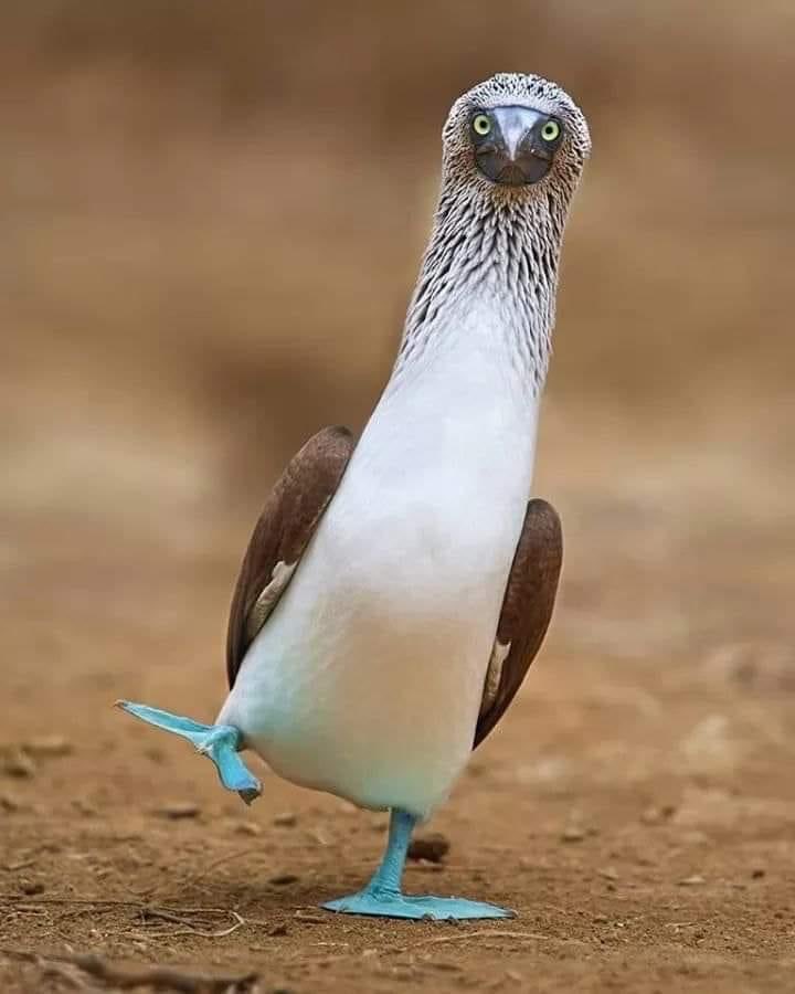 Bonjour les petits loups Excellent Vendredi à vous On ne sait plus sur quel pieds danser tant les politiques de tous bords sont nuls en France Malgré tout, la bonne nouvelle c’est que le weekend arrive! #jaimelaFrance