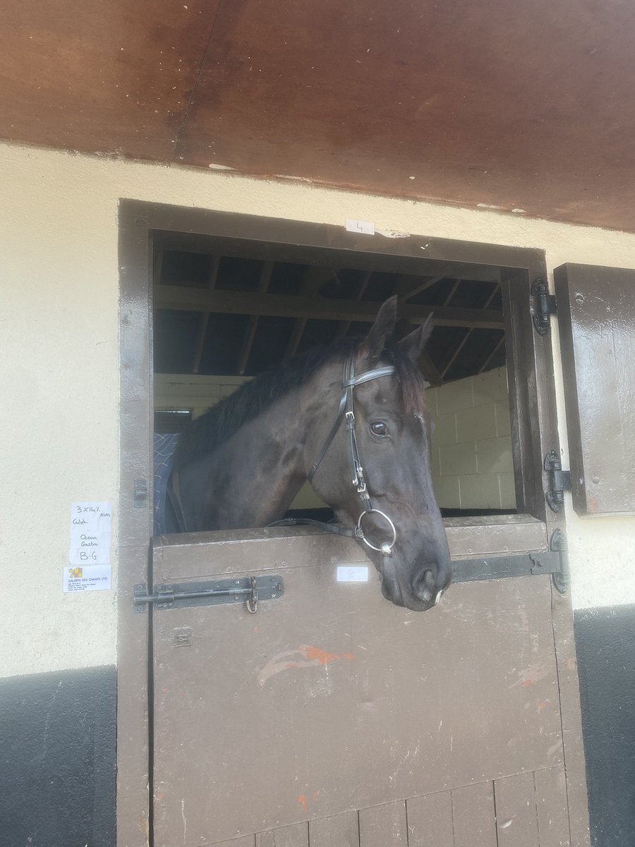 Margaux Herinckx (@herinckxmargaux) on Twitter photo A morning with the maestro - thank you <a href="/WillieMullinsNH/">Willie Mullins</a> for a great visit <a href="/FlyingStartNews/">Godolphin Flying Start</a> A morning with the maestro - thank you <a href="/WillieMullinsNH/">Willie Mullins</a> for a great visit <a href="/FlyingStartNews/">Godolphin Flying Start</a>