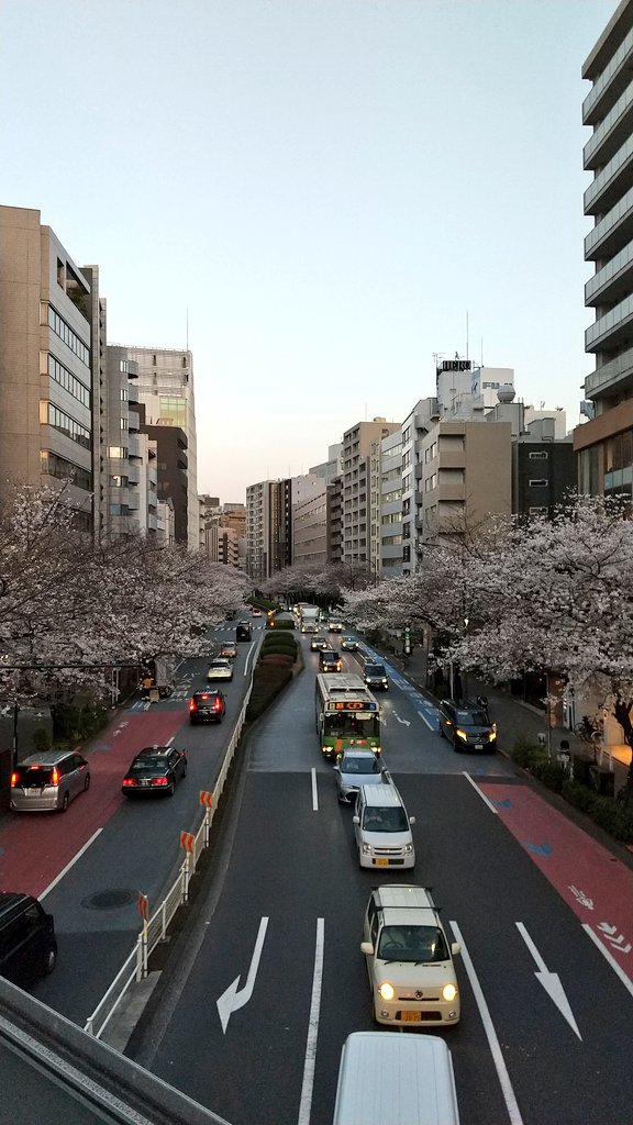 ISO87944974's tweet photo. オフィス近く、渋谷橋交差点の🌸です！桜満開ですね！今週が見頃かと思うので朝昼夜📷️撮ってみました！
この時期は桜を見ながら出勤・帰宅できるので好立地のオフィスです😉#桜 https://t.co/iwDxc2mzLs