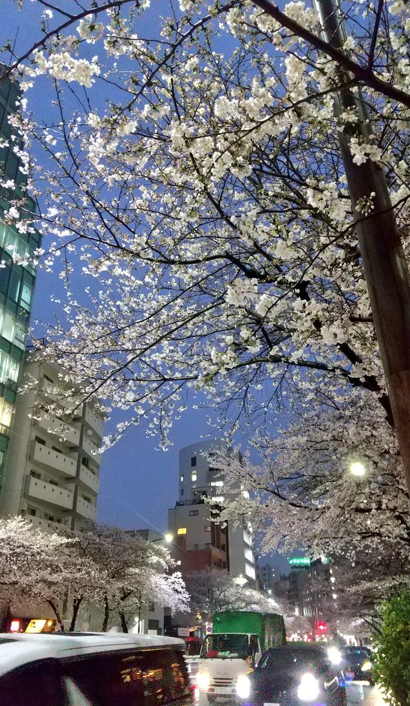 ISO87944974's tweet photo. オフィス近く、渋谷橋交差点の🌸です！桜満開ですね！今週が見頃かと思うので朝昼夜📷️撮ってみました！
この時期は桜を見ながら出勤・帰宅できるので好立地のオフィスです😉#桜 https://t.co/iwDxc2mzLs