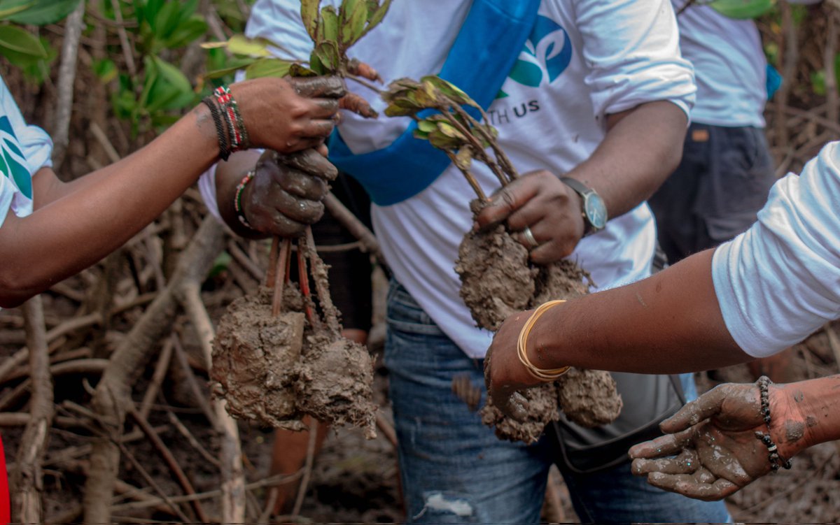 KCCGP_'s tweet photo. We thank you all for coming and helping to heal the world 🌎 restoration of degraded areas along the kilifi creek ..#PandaMikoko 10 ,000 was the number @Environment_Ke @kyom003 @KilifiCountyGov #forestandhealth #GROwithUs https://t.co/jBuQB4LgND