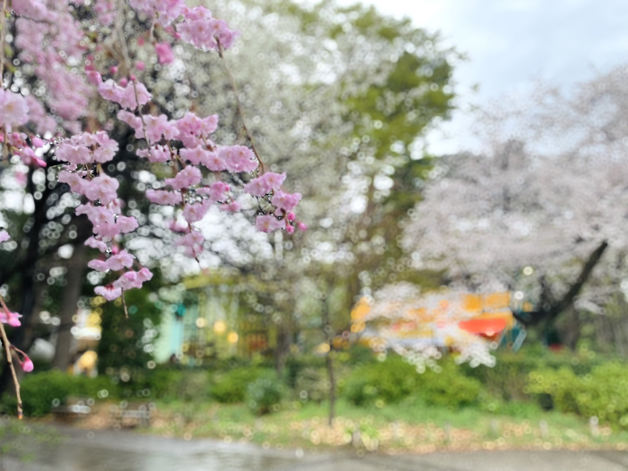 写真家　川上緑桜　パネル作品 写真家 川上緑桜 パネル作品 写真家 川上緑桜 パネル作品