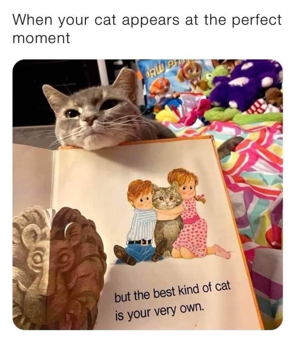 WholesomeMeme's tweet photo. https://t.co/uZjTkjxZlh