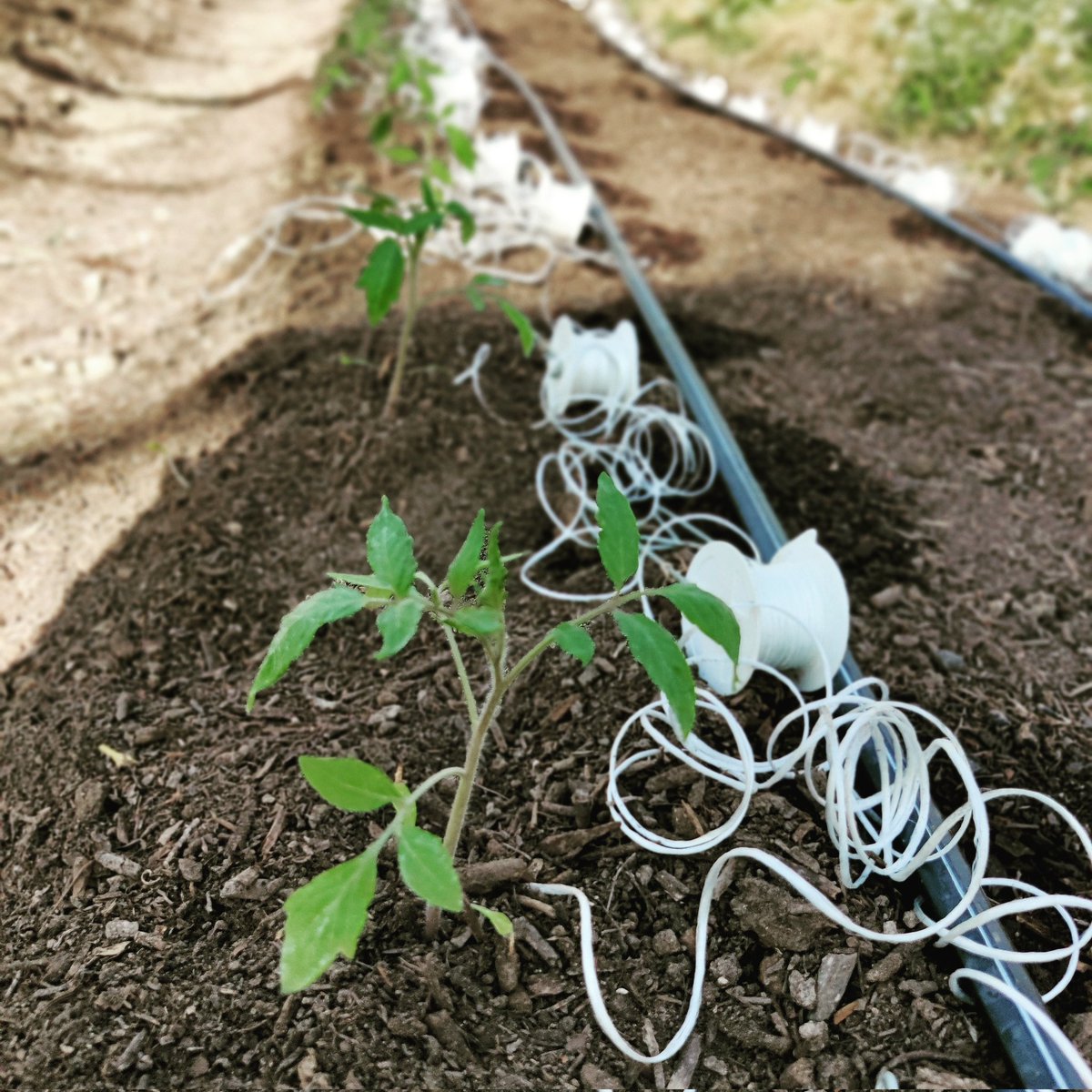 fleursdeterre's tweet photo. C'est parti pour les courgettes, hier c'était les tomates. #agriculturebio #marechagesolvivant https://t.co/EyauIHbfg4