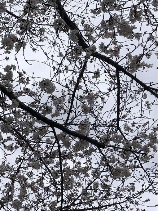 桜いろいろ大阪は五分咲きくらいです。 