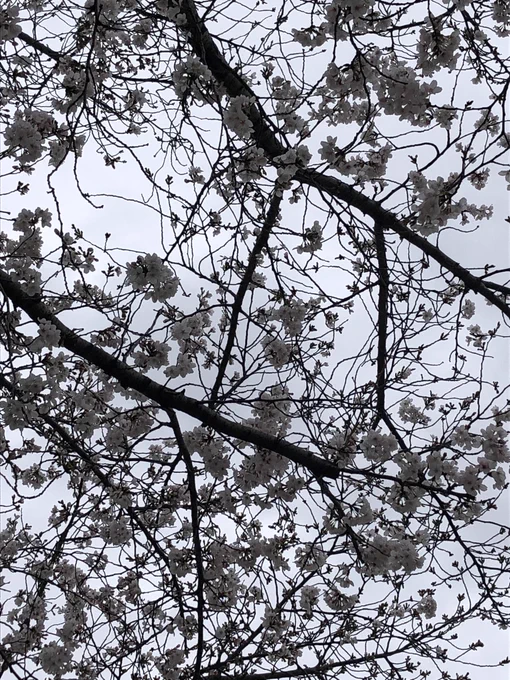 桜いろいろ大阪は五分咲きくらいです。 