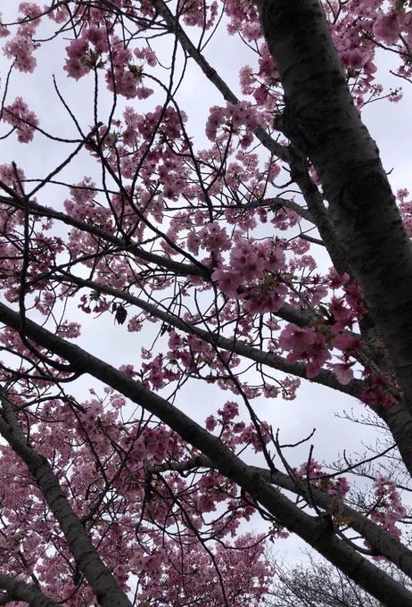 桜いろいろ大阪は五分咲きくらいです。 