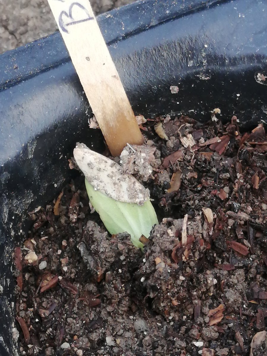 haylazciftci's tweet photo. doğuş🌱
#happyrising
#Cucumber
😊 https://t.co/VrPu2KDVBY