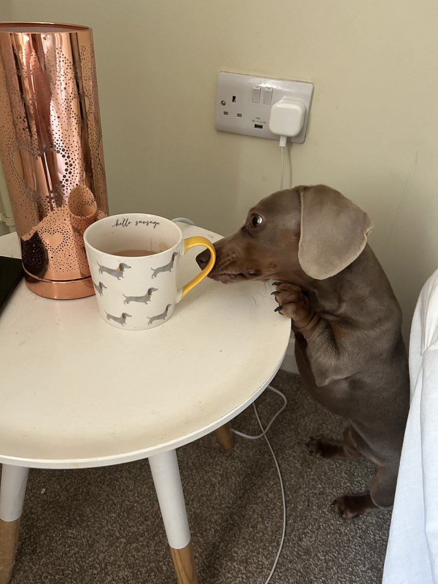 DemmieJ's tweet photo. Sick of fighting every morning for my cuppa ππ€¦π»ββοΈ #pupproblems https://t.co/zyv9ObhZsZ