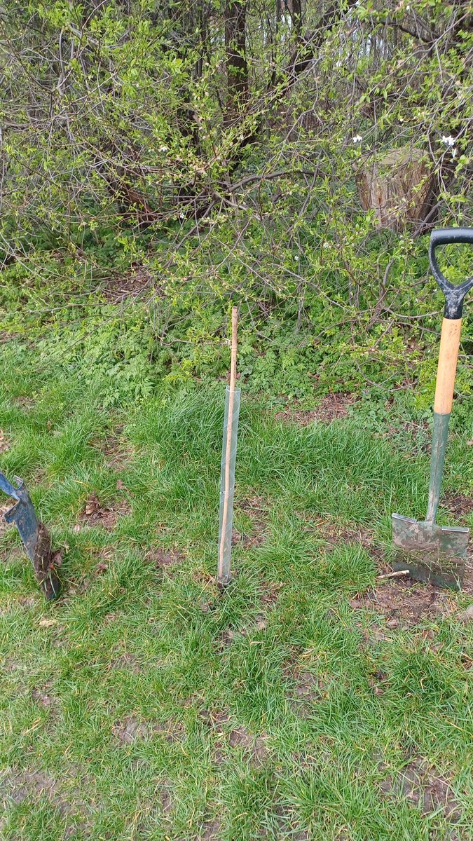 VC_Hull's tweet photo. Yesterday, colleagues and students planted over 300 trees on the @UniOfHull campus, part of our drive to improve biodiversity. My role as VC was, of course, to hinder these great efforts! #proudVC #teamHull https://t.co/LUeGytK3jF