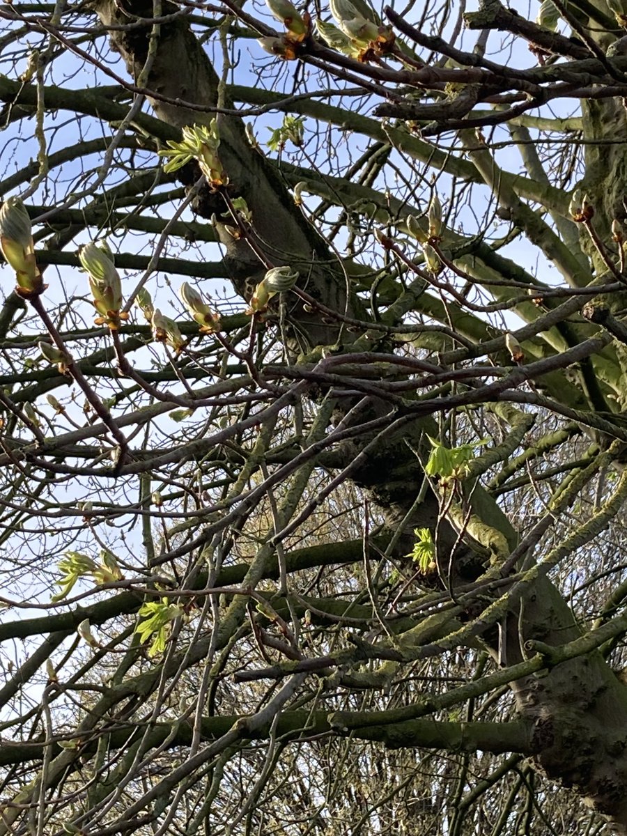 Bud burst today ⁦<a href="/LakesideArts/">Lakeside Arts</a>⁩  - I love it!