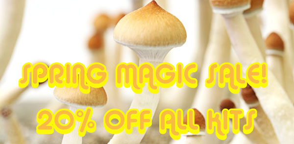 magicmushkit tweet picture