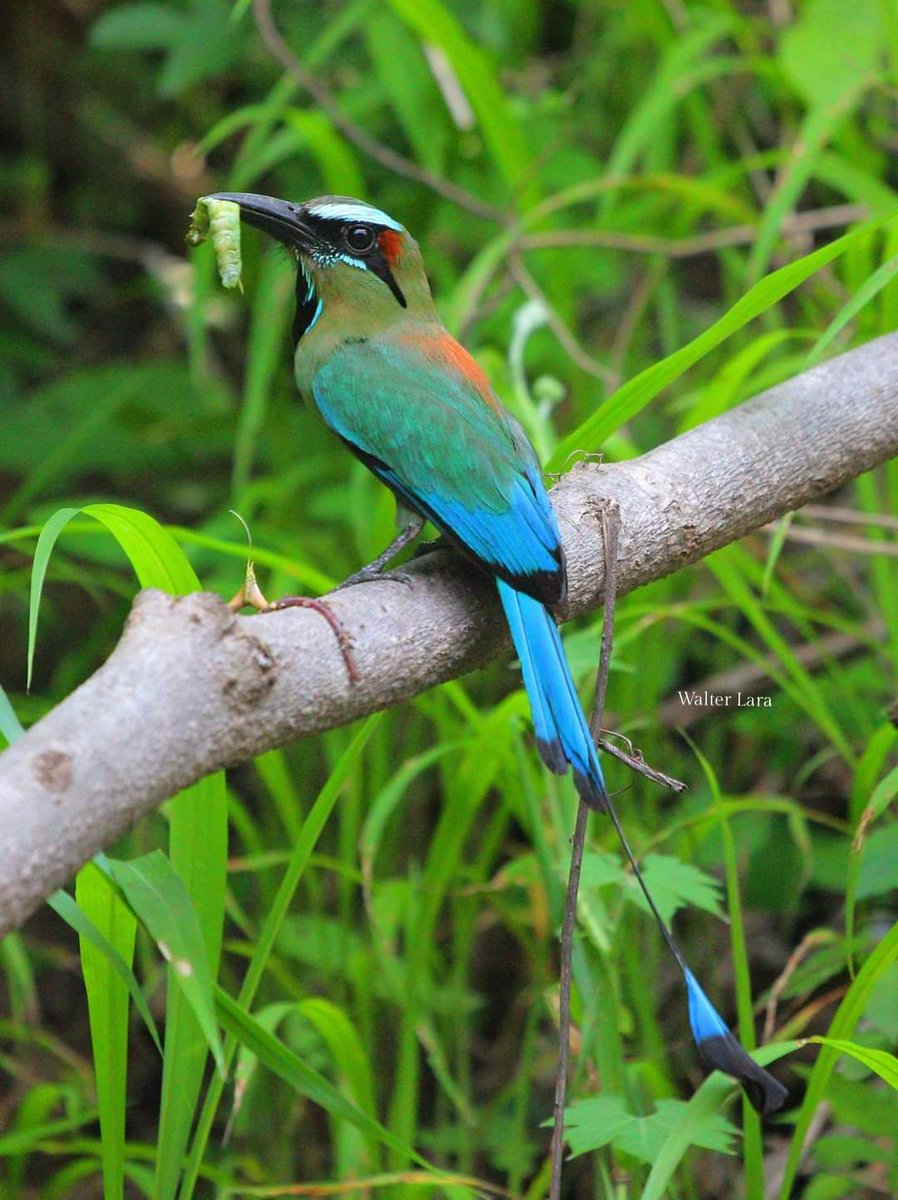 Walterlara1's tweet photo. El torogoz, (Eumomota superciliosa) es el ave nacional de El Salvador. Fue declarada símbolo de este país el día 21 de octubre de 1999. https://t.co/cWilJtCq4S