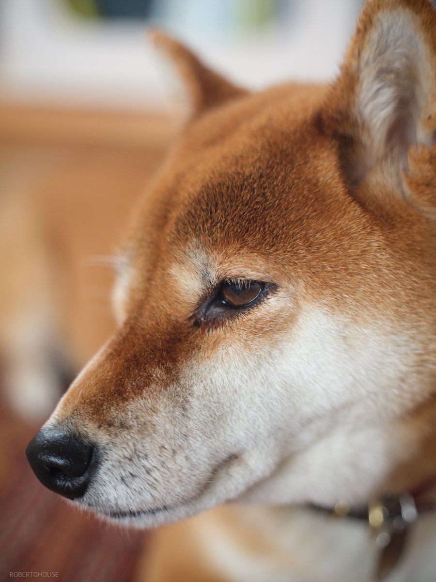 robertohouse21's tweet image. PENTACON AUTO 50mm/F1.8

ｆ2.8に絞るとめちゃくちゃシャープ！
近接ではイメージサークルも十分。
これが1万円程度で買えるレンズとは！
＃GFX100S　＃PENTACON