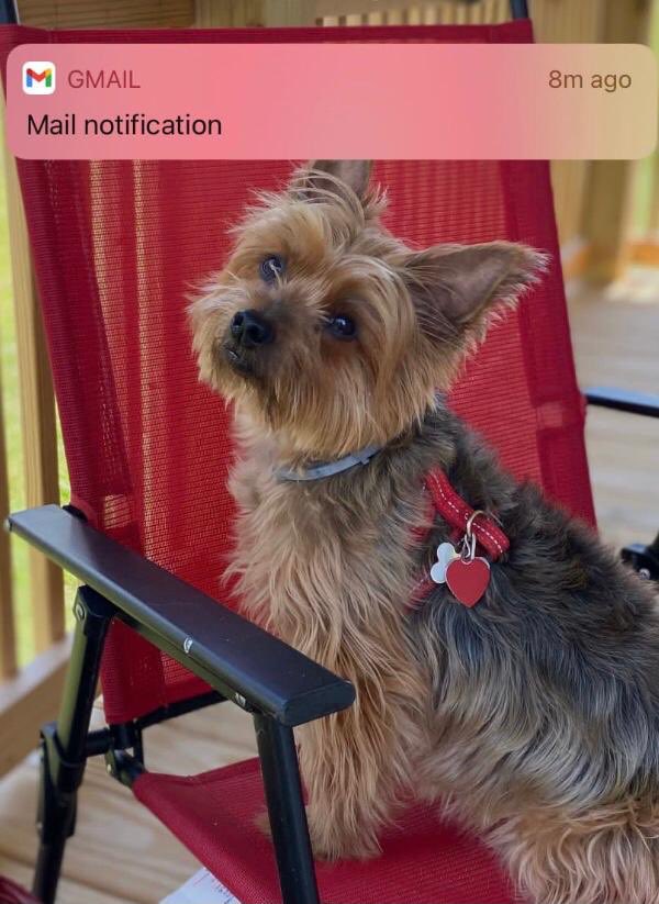 Strategistblyth's tweet photo. Happy National Puppy Day to Sweet Yorky.
.
.
.
.
.
#yorkyday #pets #companion https://t.co/EnxMugzpN1
