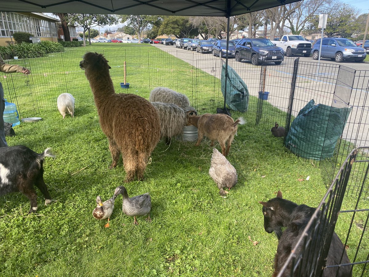 BrenkwitzHigh's tweet photo. Fluffy friends bring joy and wonder to our campus #joy #wellnessmonth #selfcare #brenkwitzpanthers https://t.co/pnGj9Gfqfj