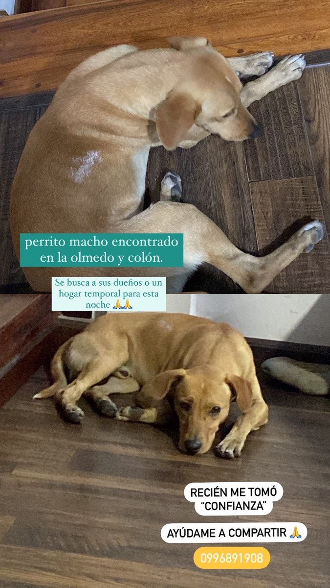 Rickyldul's tweet photo. Ayúdenme compartiendo 
#Loja #Ecuador #Perdido https://t.co/PbEAft5woa