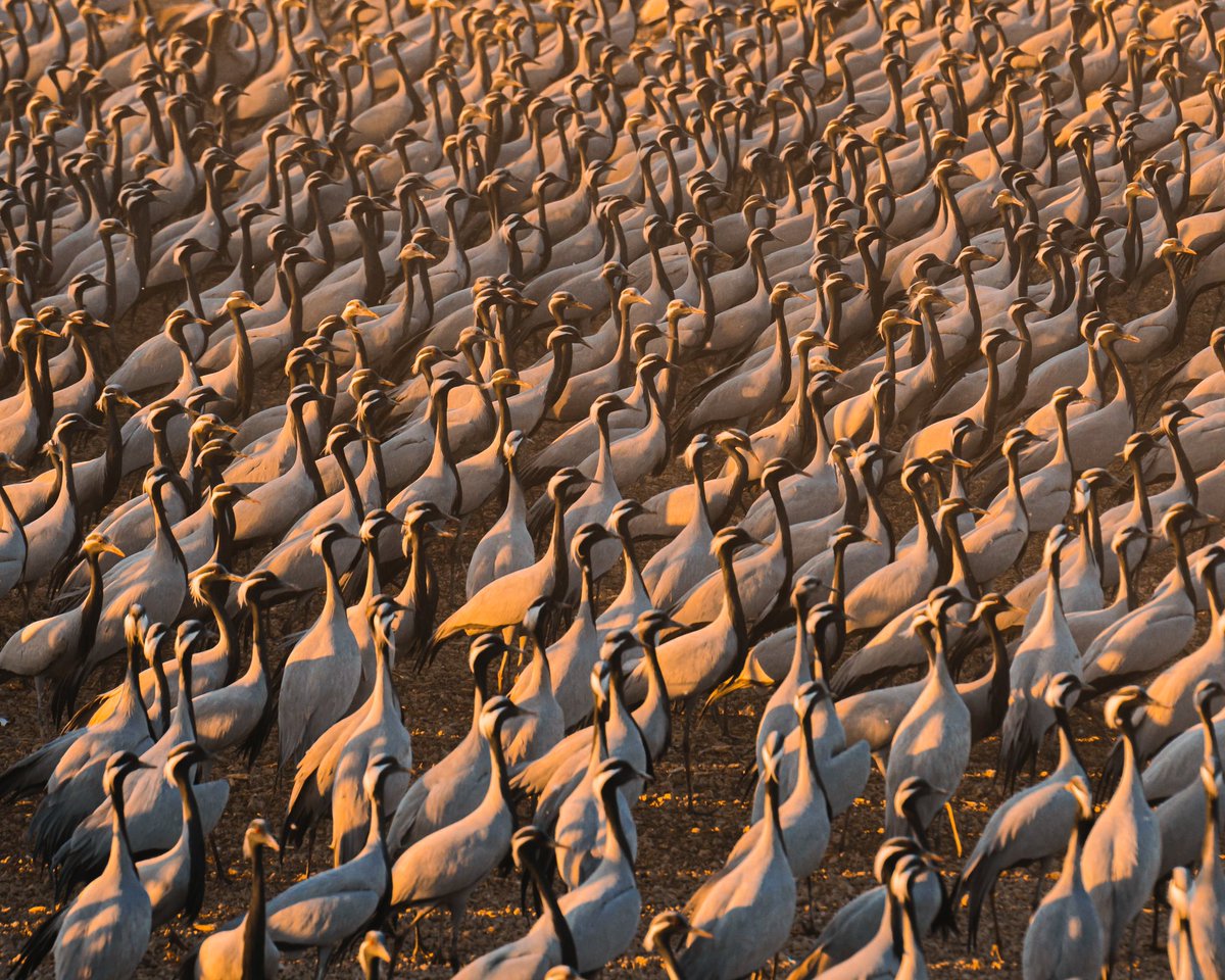 Finding solace in the tranquil town of Khichan, where the mesmerizing Demoiselle cranes are the only alarm clock I need. Two days of pure bliss in my cozy caravan amidst nature's symphony. 
Shot on Sony A7 iii + Tamron 150-500 mm 

.
.
#khichan #rajasthan #BirdsOfTwitter