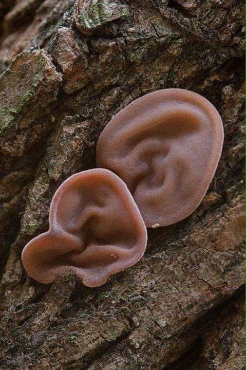 BloodRavenStyx's tweet photo. @Xo_Trixy Il existe aussi des champignons en forme d'oreille appelés oreille de judas. https://t.co/vVmJMMVyXX