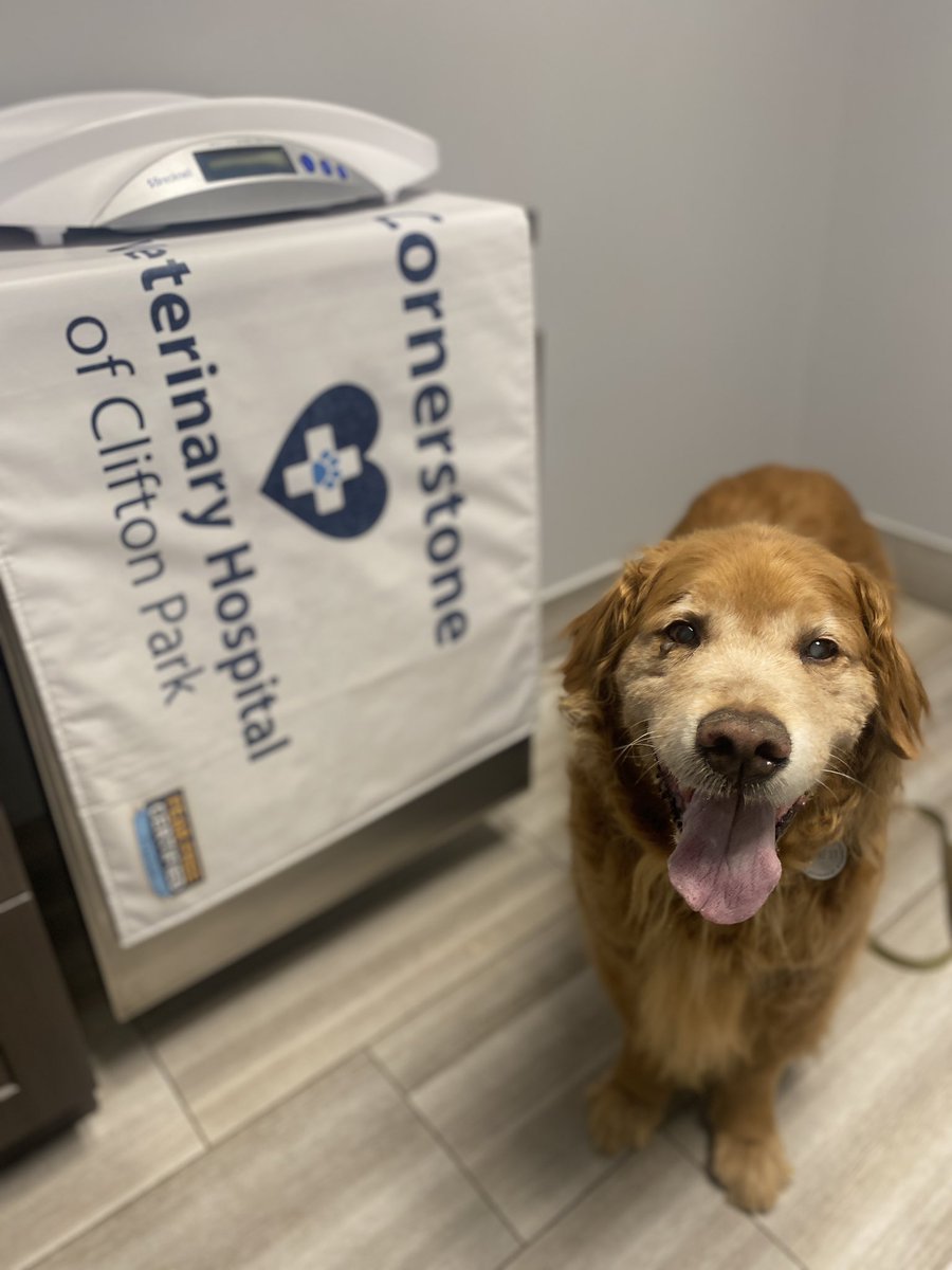 “I saw my doctor tonight. She said I was a good boy!”
—Ernie
#veterinarian #dogsoftwitter #grc #dogcelebration #goldenretriever #doctorvisit #goodboy #checkup #fearfree @DrMartyBecker @peggyfrezon