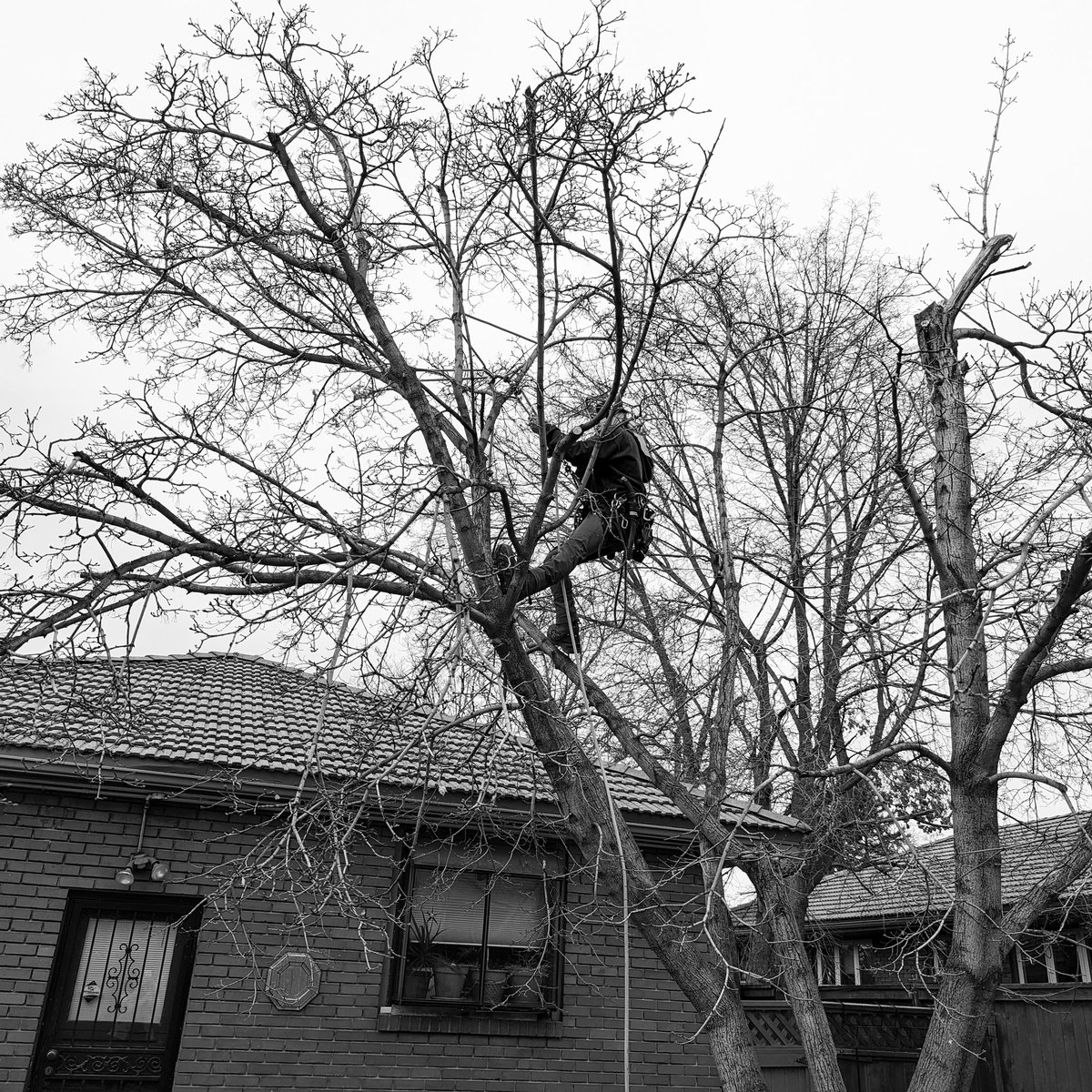 Climb for your life!