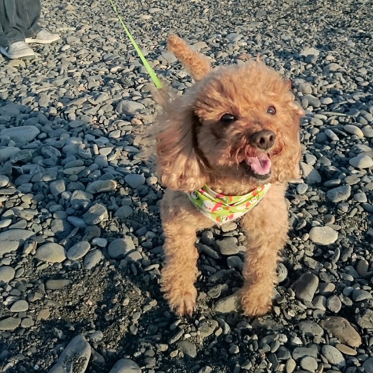 Junjun19_64's tweet photo. 🌈何年まえかな～懐かしいね🐶
#トイプードル https://t.co/68iWcTPKI9