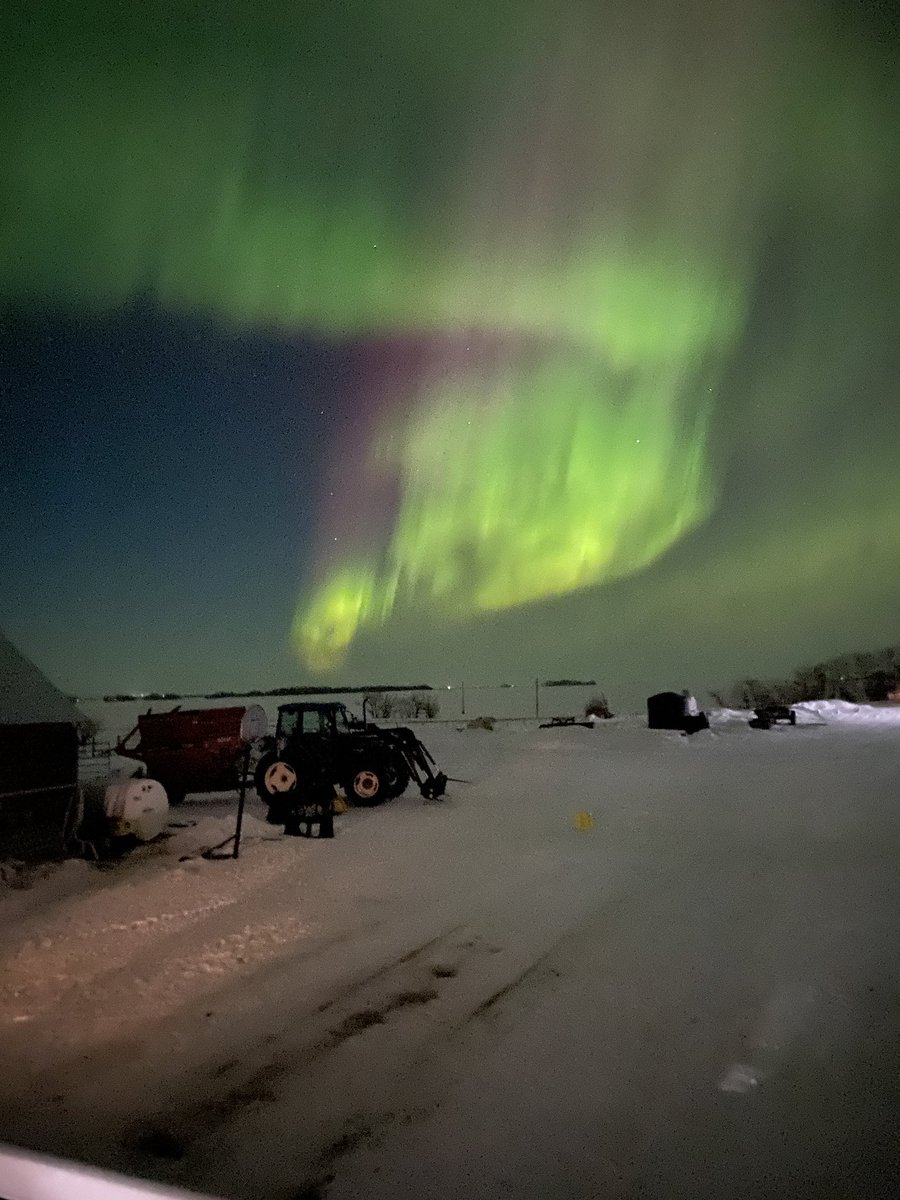Awesome show in the sky tonight. First calf of the year on the ground and look up and see these.