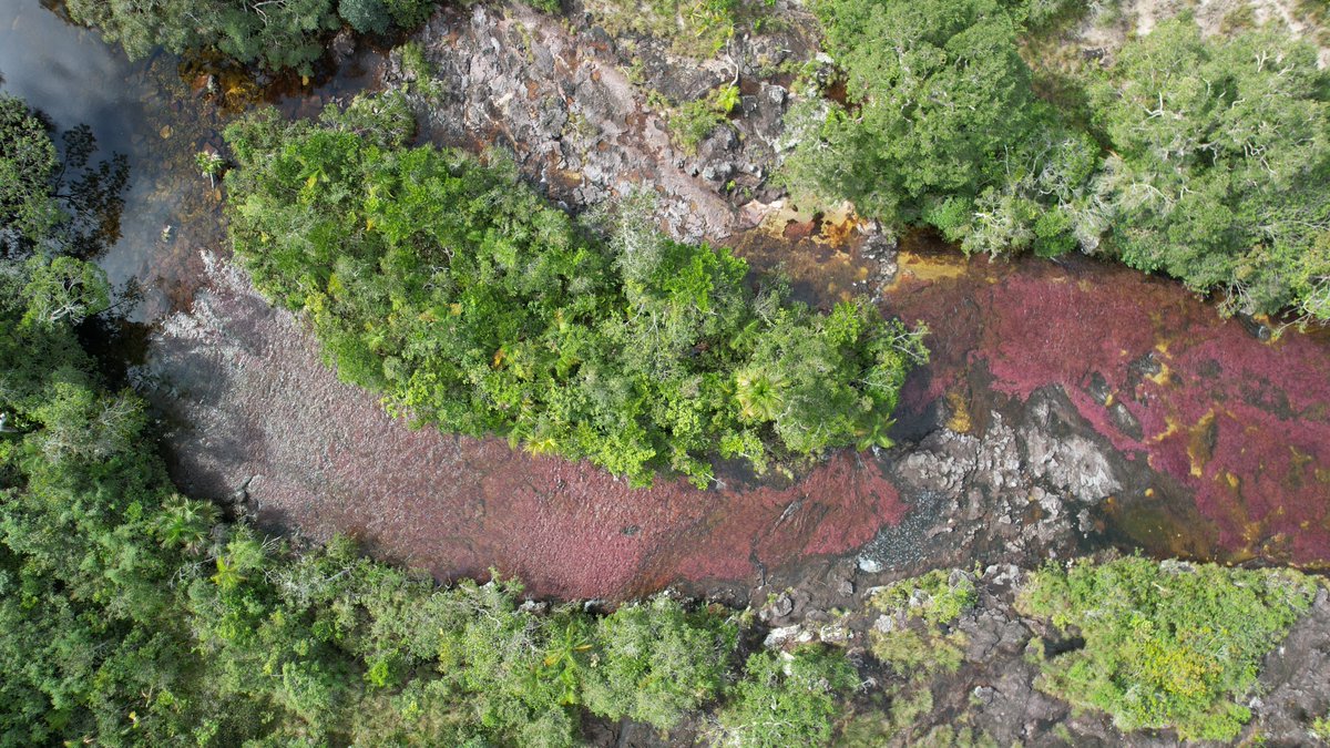 TBT caño cristales 🌺❤️🍃
#cañocristales