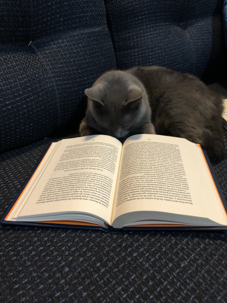 Gises_89's tweet photo. La curiosidad no siempre mata al gato… a veces sólo lo hace más sabio. 
@benistofeles dice mi gatita que “Persona normal” es una verdadera joya. 
Saludos 🖖🏼 https://t.co/FkQ15eITh1