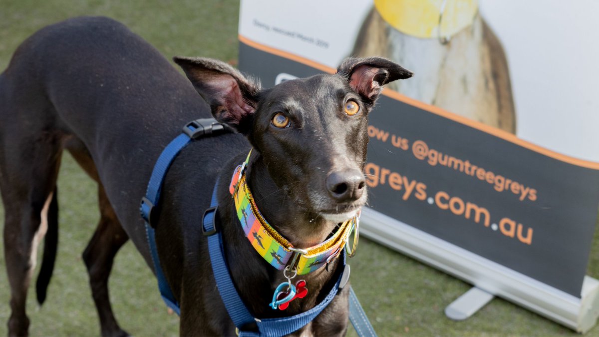 Gumtree Greys tweet media