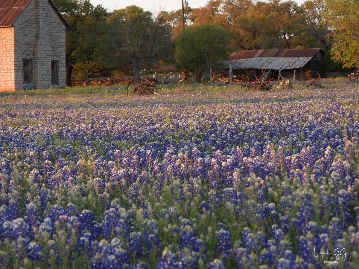 lyndagg924's tweet photo. Sunset Set at the Bluebonnet House in Marble Falls (click on picture to see full details) 3-19-2023 @suphannahrucker @YvonneN_KVUE https://t.co/NbeXtD9GIV