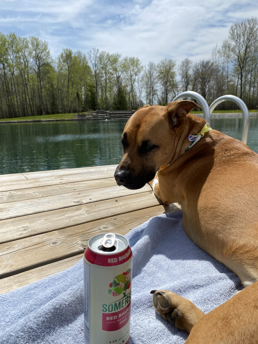 rescuepawsworld's tweet image. Theodore can't wait for spring! #AdoptDontShop #springdogs