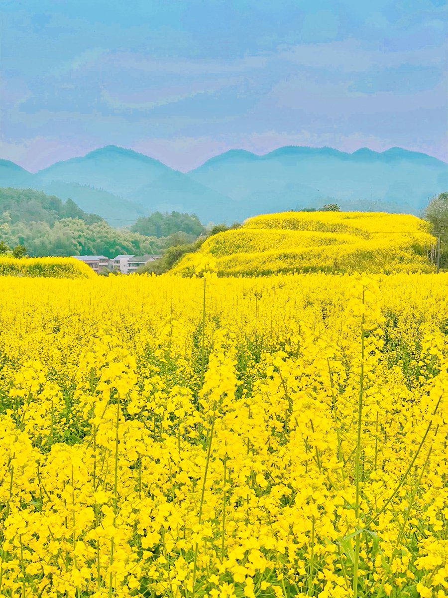 AIRcoin9168's tweet photo. 油菜花来了， https://t.co/nWlfBQ3BgK
