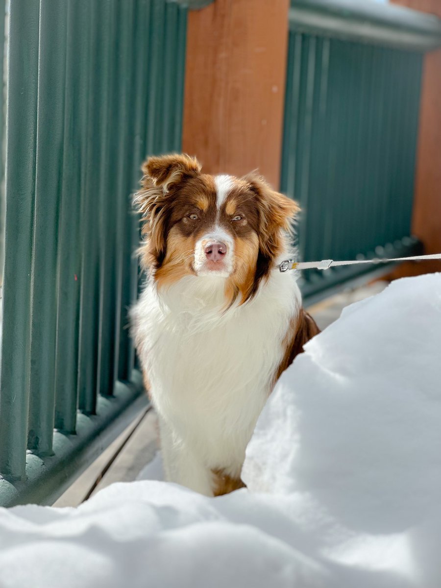 It’s #nationalpuppyday so here is our 7 month #australianshepherd, KitKat! She is sweet, pensive, and loves the snow. ❤️❄️