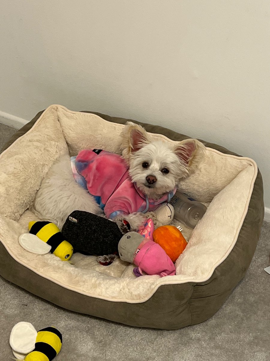 Did someone say National Puppy Day?!