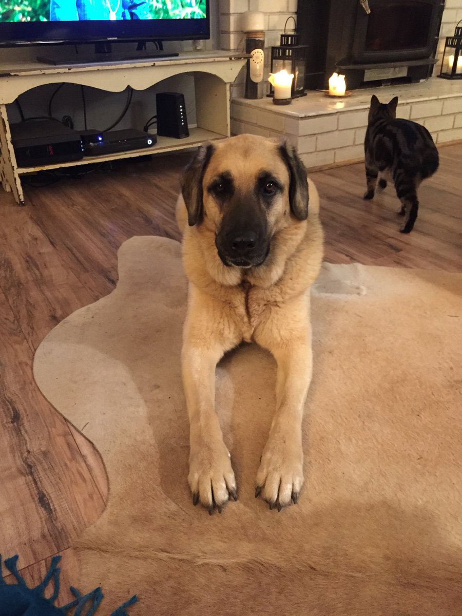Shannonkellysc's tweet photo. @dog_rates https://t.co/EBUuHn7qss
