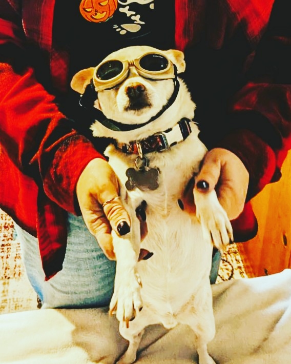 dmillerkiller's tweet photo. Tanqueray, boongoggled 
#NationalPuppyDay https://t.co/s4p3VgVag3