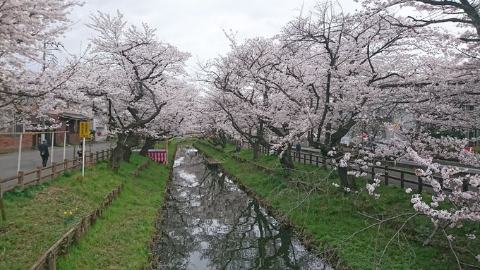 2023年3月 #月がきれい 聖地巡礼川越桜巡礼⑮氷川橋氷川橋の上は、今年も人がいっぱいです～🎵着物着てる観光客もいっぱ