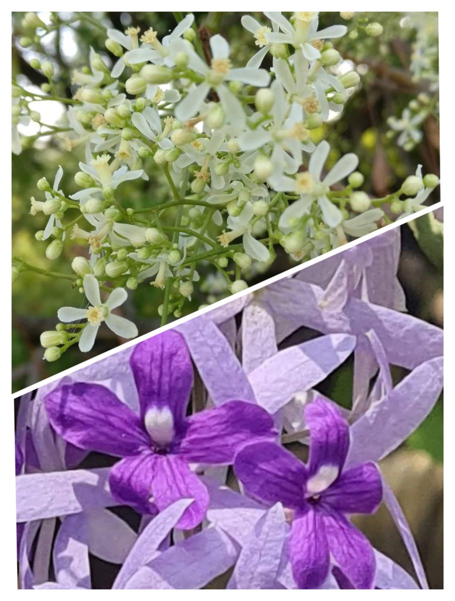 tikulli's tweet image. कभी नीम नीम कभी शहद शहद..
#delhispring #Flowers #FlowersOnFriday #SpringVibes @seasonwatch_in #delhitrees