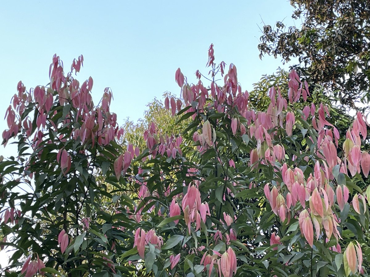 dkarki's tweet image. फेरि भेटौला । #सौराहा 
#Sauraha