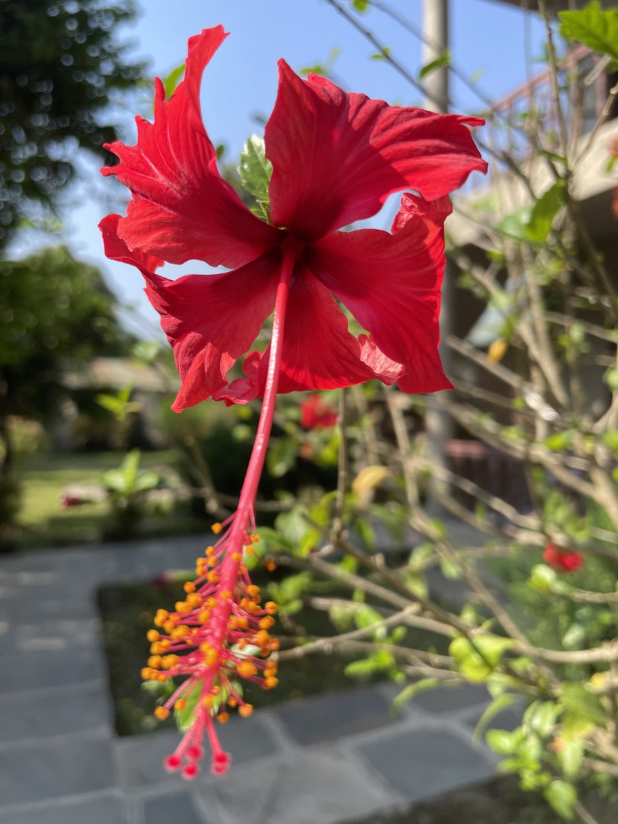 dkarki's tweet image. फेरि भेटौला । #सौराहा 
#Sauraha