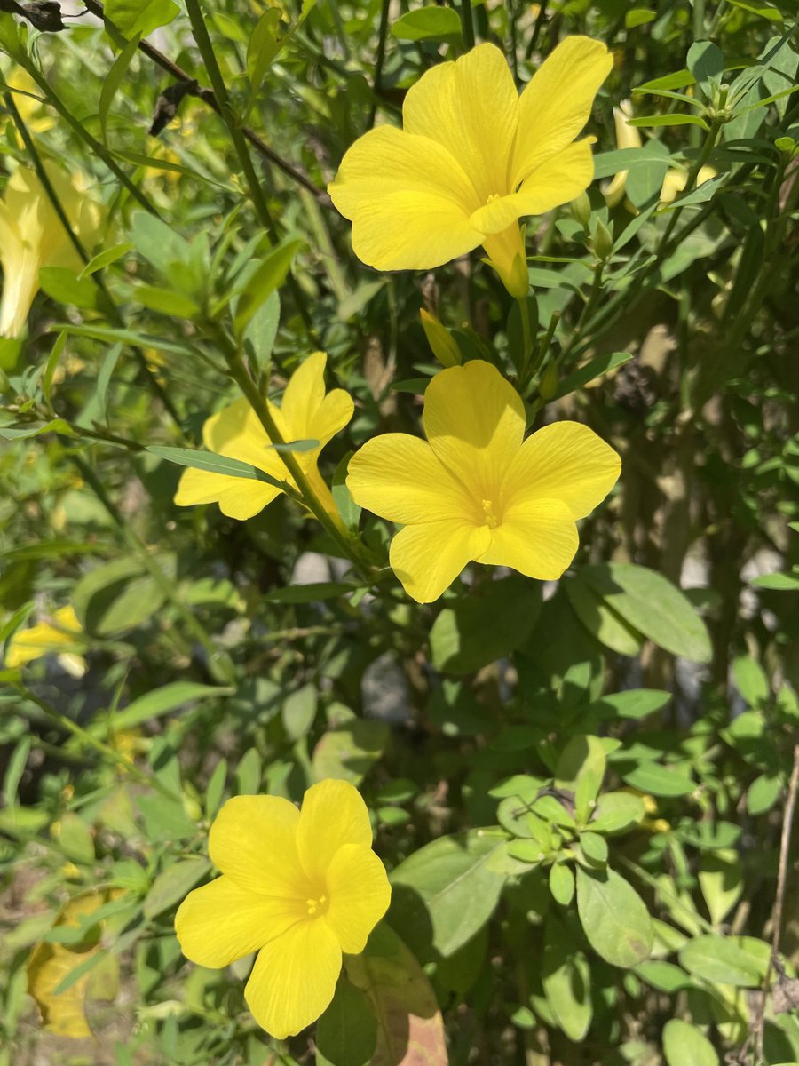 dkarki's tweet image. फेरि भेटौला । #सौराहा 
#Sauraha