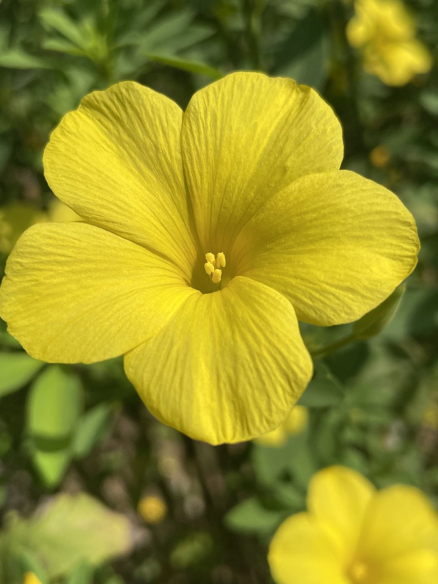 dkarki's tweet image. फेरि भेटौला । #सौराहा 
#Sauraha