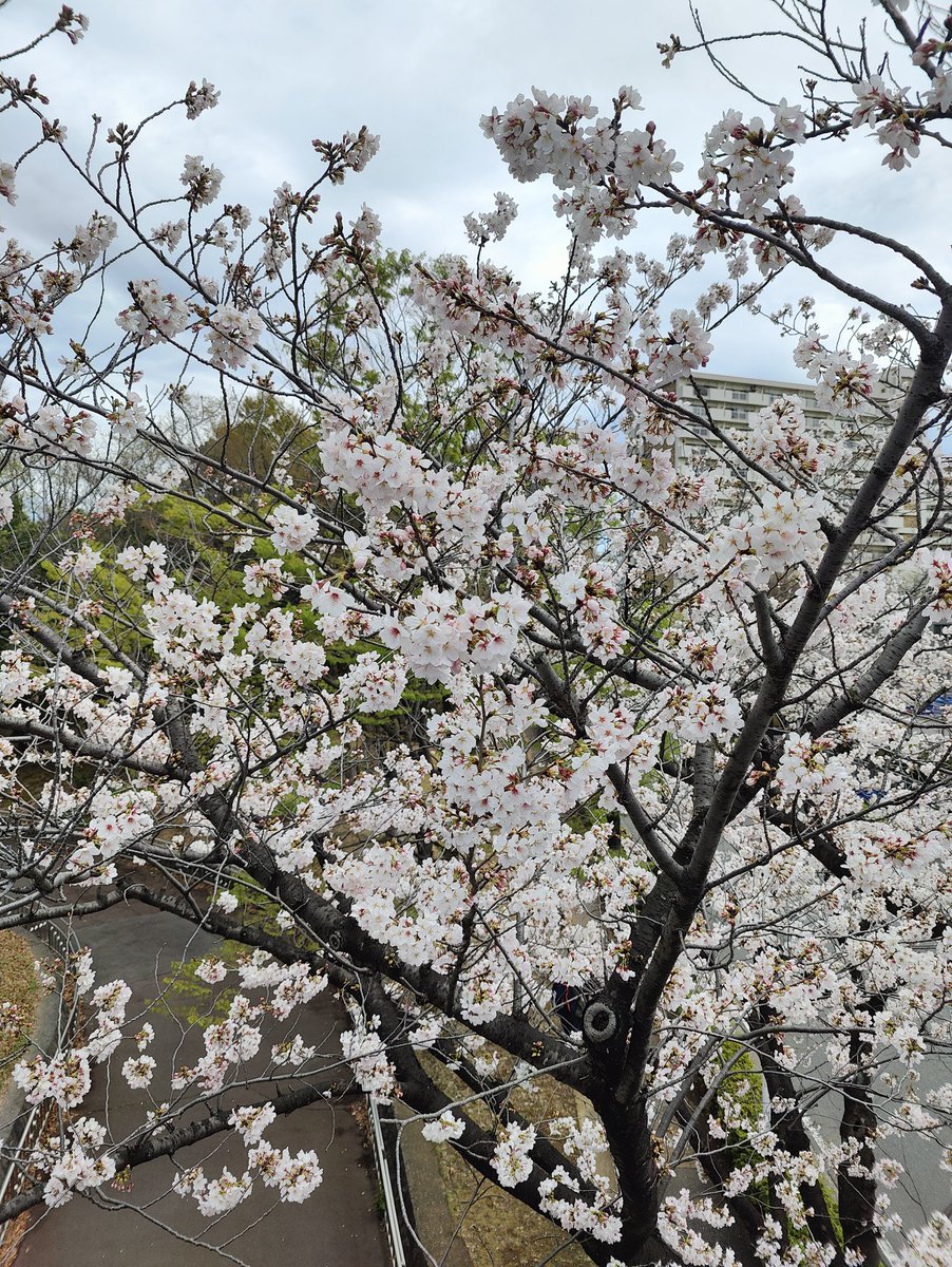 St0mpii's tweet photo. 🌸 https://t.co/JVfaPF9VhL